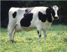 Cow11.jpg